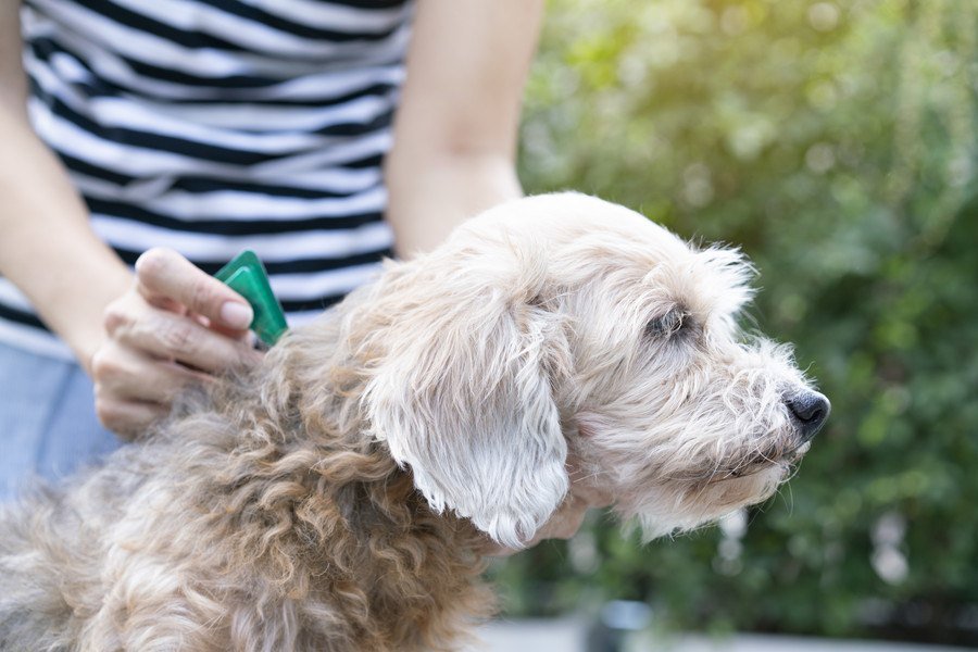 犬のフィラリア症（犬糸状虫症）について【獣医が解説】