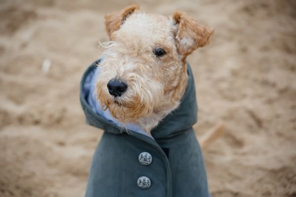 中型犬用の犬服10選！夏・冬ごとのおすすめ商品や選び方を紹介