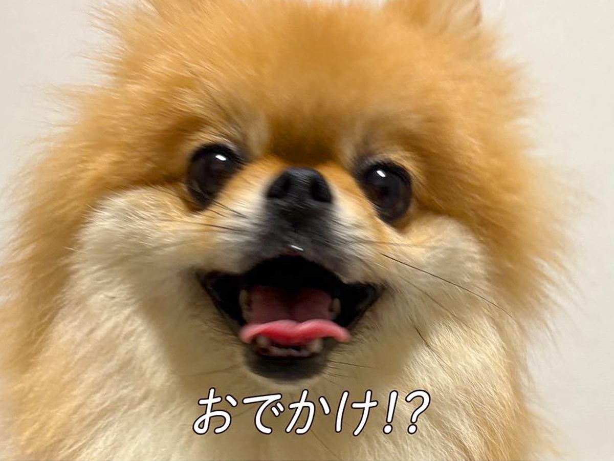 お出かけに大喜びしていた犬→帰宅すると…思っていたのと違う『まさかの展開と表情』に7万いいね「感情の落差に笑った」「しょんぼり可愛い」
