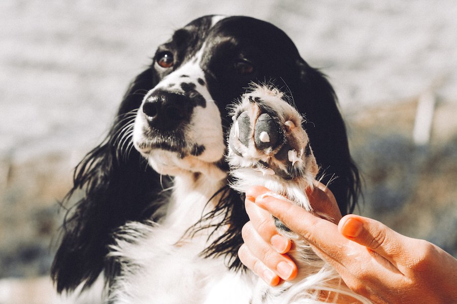 犬の肉球に必要なケアと季節ごとのポイントとは？