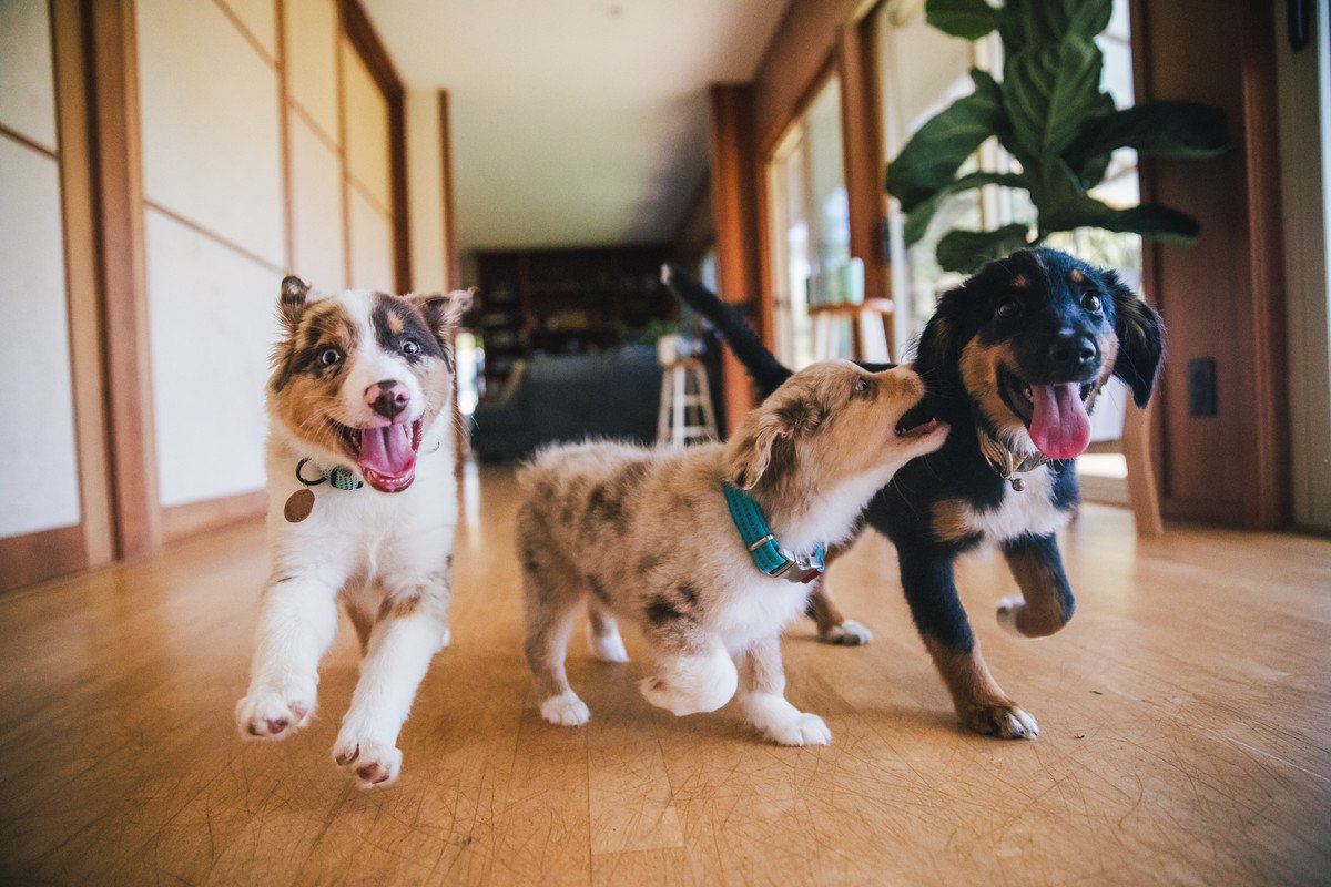 犬が家の中で『大騒ぎする』4つの理由　考えられる原因から落ち着かせるための対処法まで