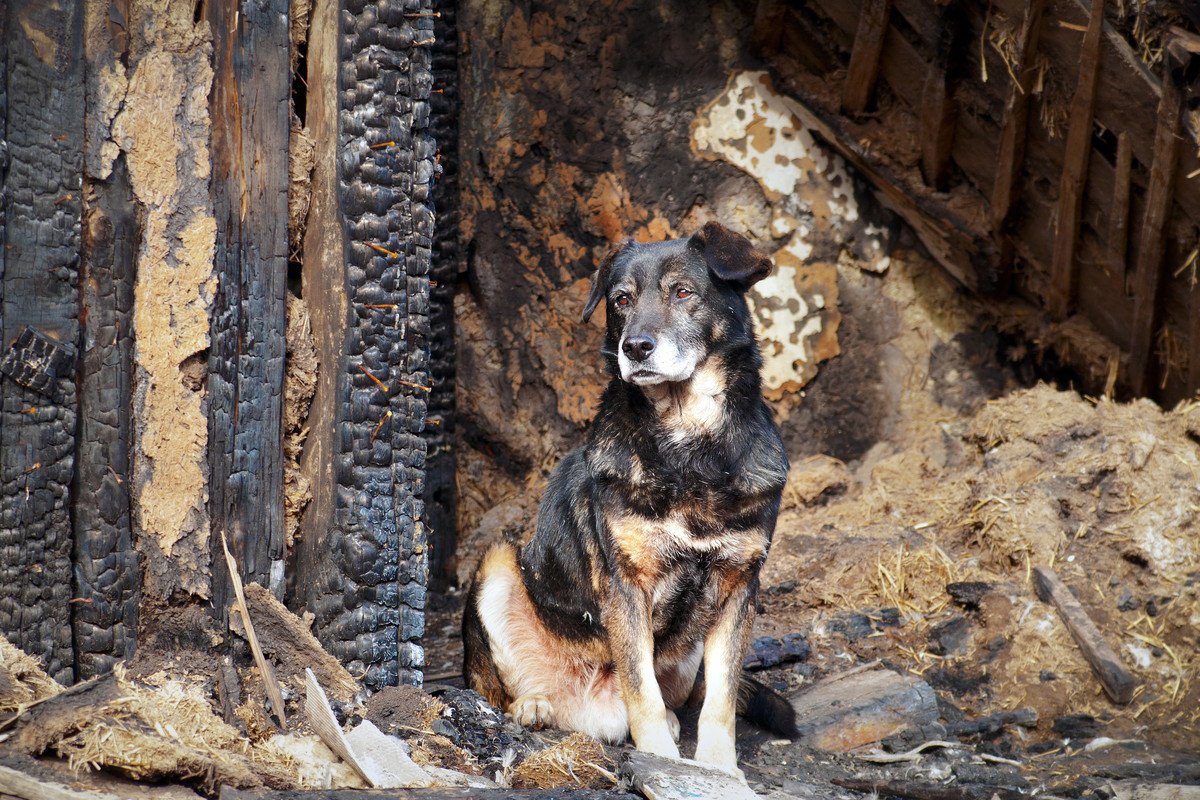 愛犬の命を守るための『災害時の知識』2つ　絶対に備えておくべき知識と防災グッズを分かりやすく解説