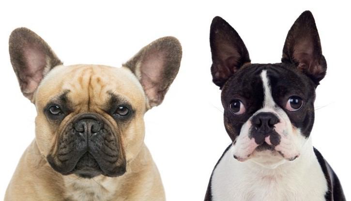 フレンチブルドッグとボストンテリア徹底比較！あなたにぴったりの愛犬はどっち？特徴から飼い方まで解説