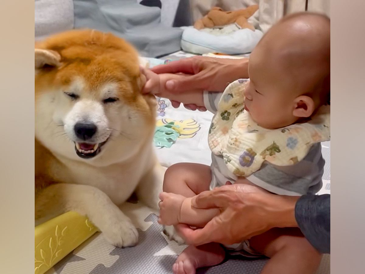 赤ちゃんがパパと一緒に『犬を撫でる練習』をした結果…永遠に続いてほしい『尊すぎる光景』が話題「天使がいる…」「モチモチとモチモチ」と悶絶