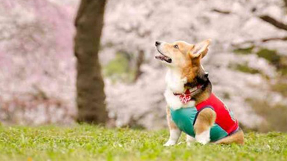 衝撃！海外の動物事情から分かる日本の問題点