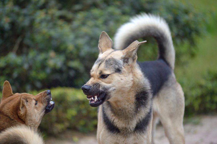 犬の喧嘩の理由とは！注意すべき多頭飼いとその解決方法