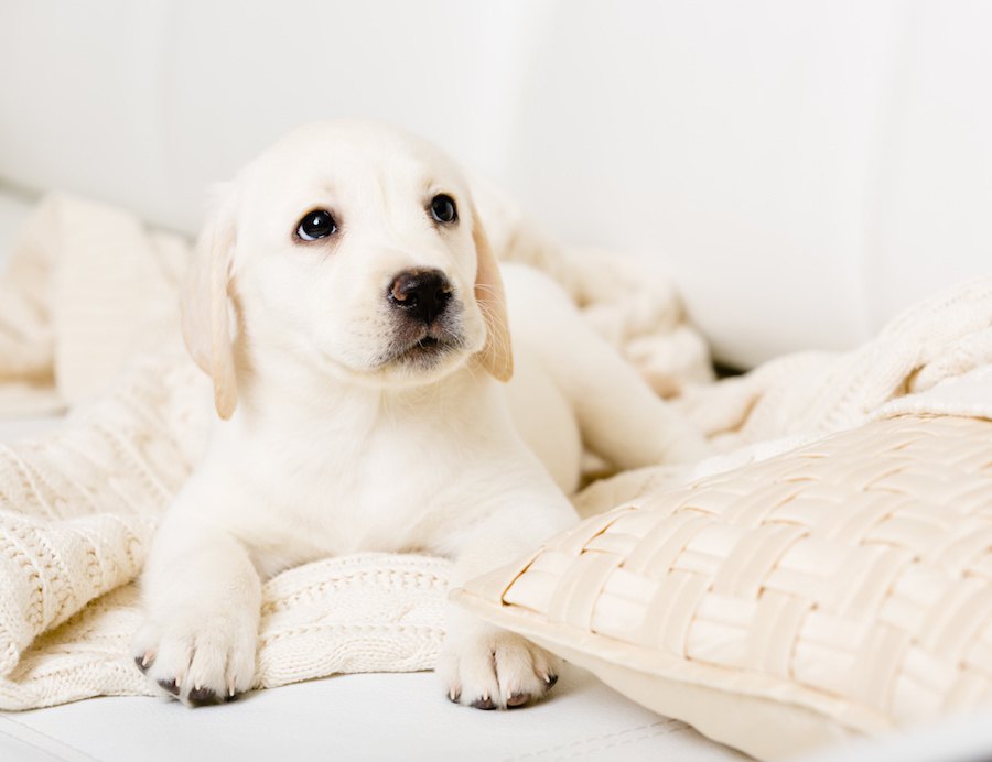 子犬のためのスペースづくりのポイント５つ