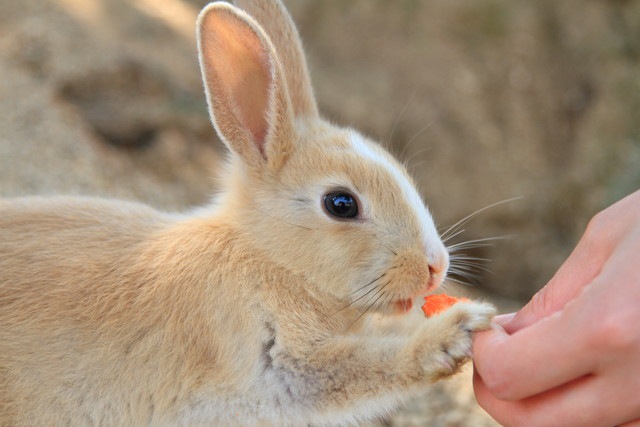 犬と一緒に飼っても大丈夫なペットとは