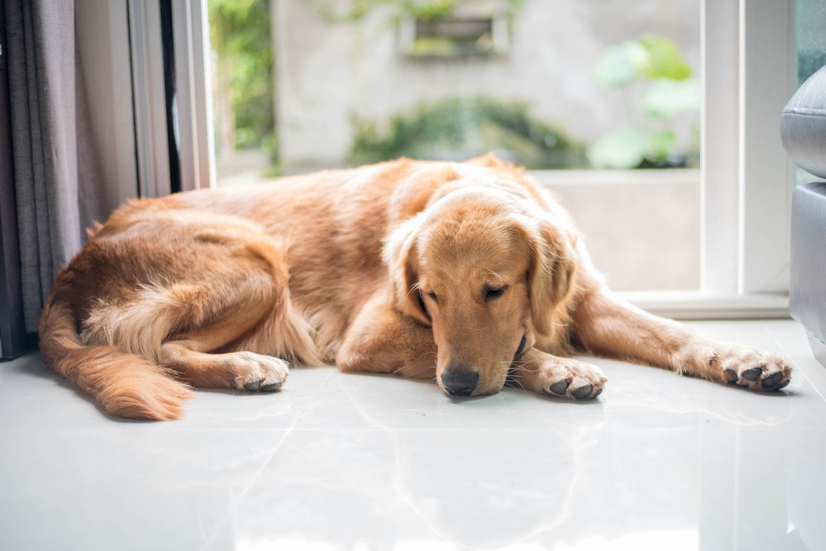 『自分を不幸だと思っている犬』がする行動5つ　注意すべきサインや愛犬を幸せな気持ちにする方法まで