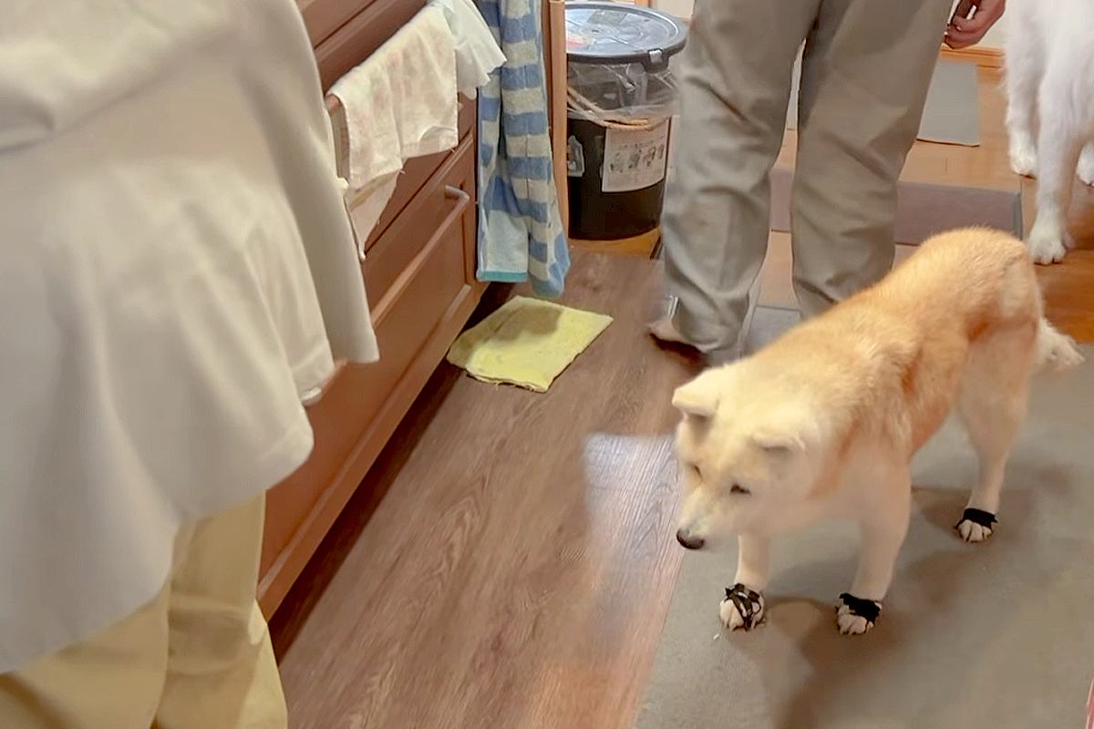 母とおばあちゃんが『ガチ喧嘩』をした結果→17歳の老犬が『仲裁』をしようとして…あまりにも健気な光景に感動「涙が出た」「なんて優しいの」