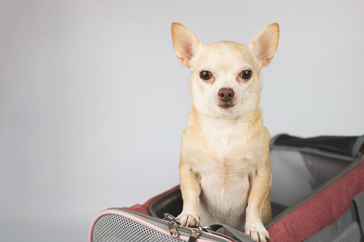 犬を電車に連れて行く時の『バッドマナー』4選！周りへの配慮が足りていないダメ行動とは？