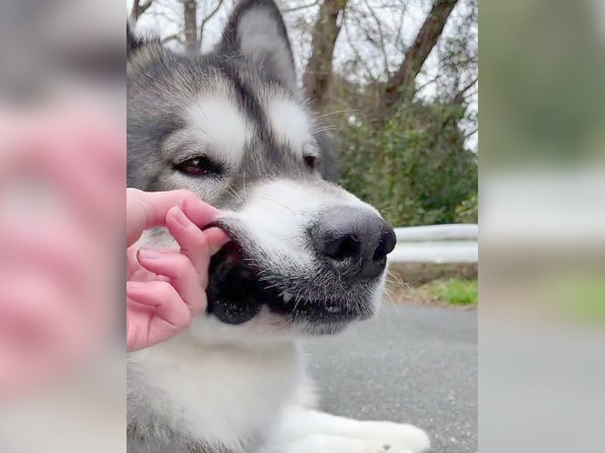 大型犬にちょっかいを掛け続けた結果…「格好良さとのギャップすごい」「表情はクールなのにｗ」と1万いいねの大反響