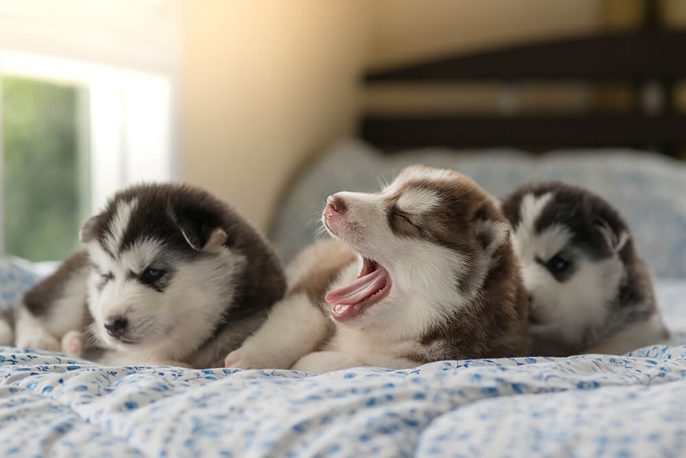 【月齢別】子犬に覚えさせたいしつけとやるべきこと