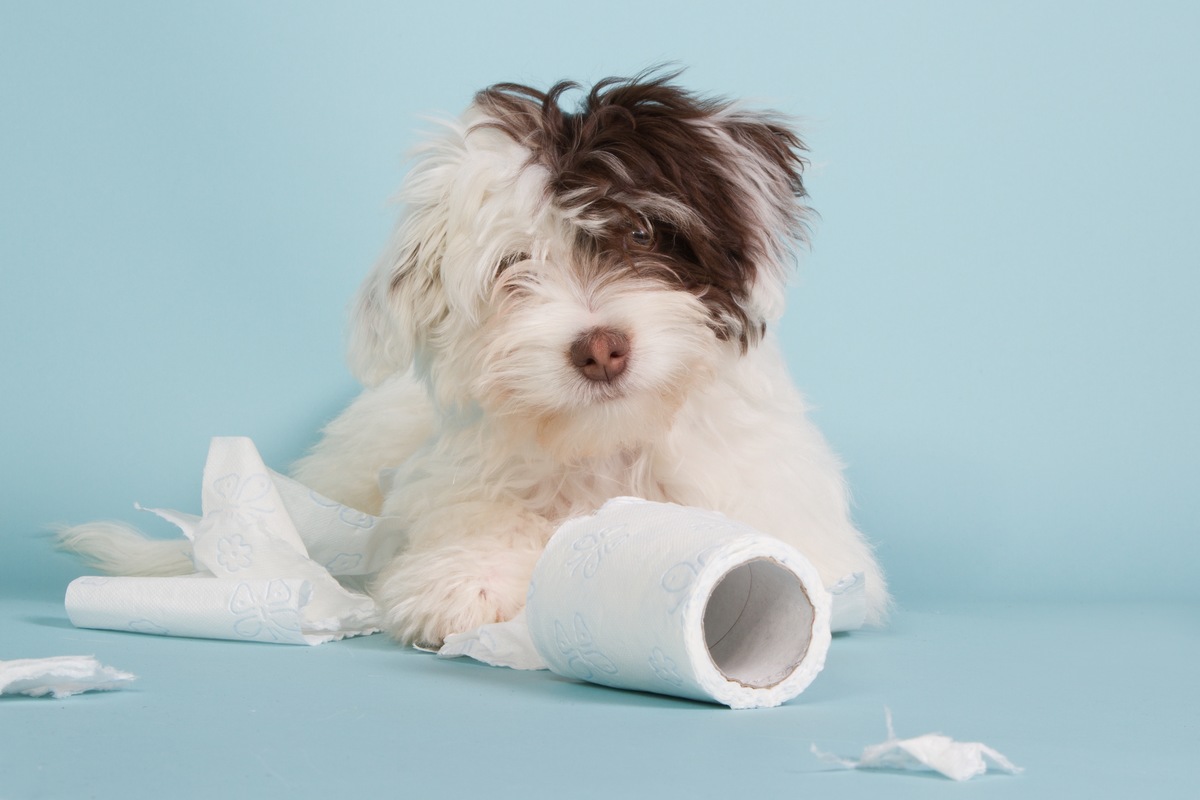 【最も大事な日】子犬を迎えた初日にするべき４つのこと