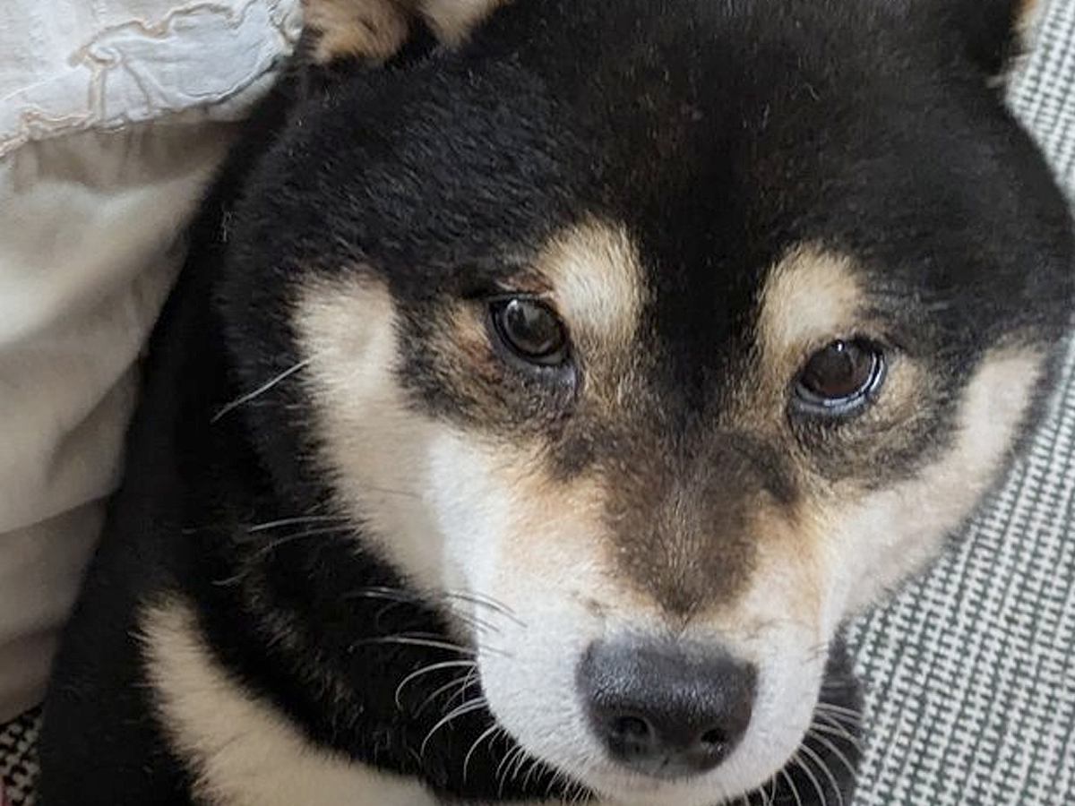 子育て歴４年の犬→赤ちゃんがもたれ掛かってくると…頼もしすぎる『貫禄ある光景』に12万いいね「我が子と思ってそう」「すごい」と称賛