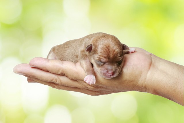 チワワの赤ちゃんが欲しい？安全に生むための条件やリスクなど