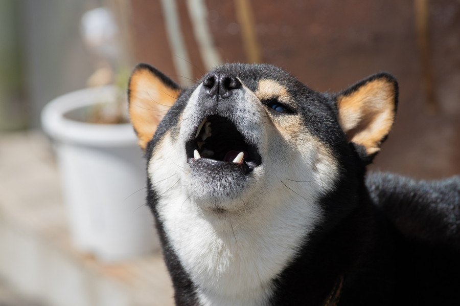 犬に『吠え癖』がついてしまうNG行為４選