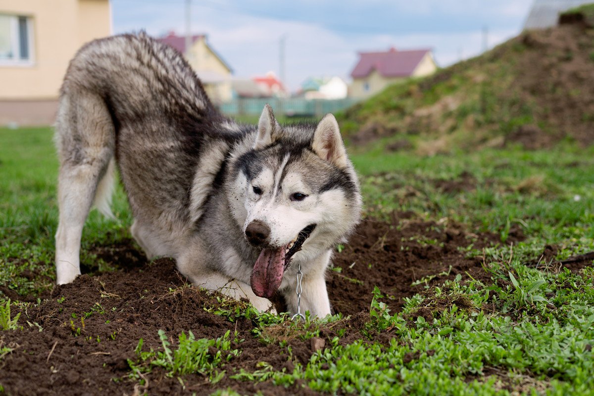 犬がよくする『野性的な行動』4選！主な心理とは？