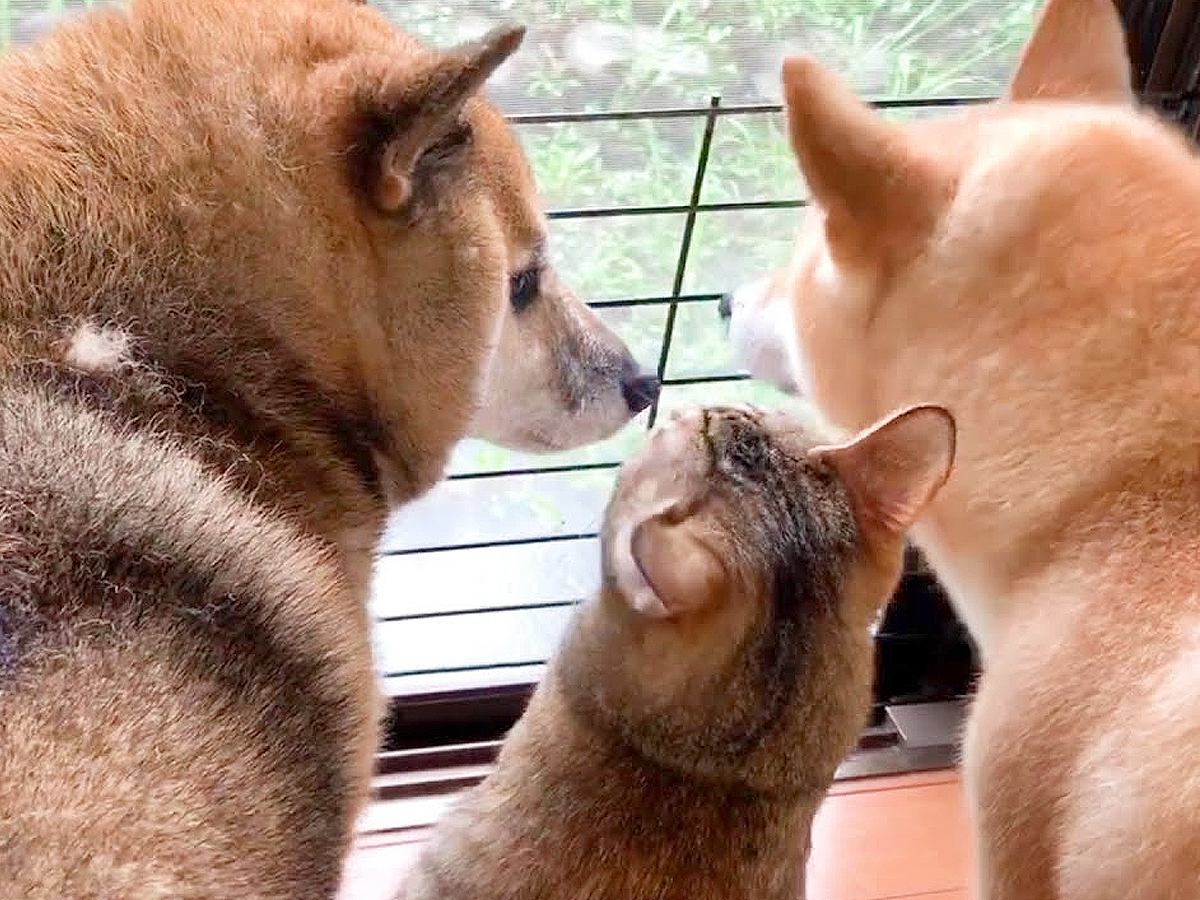 大雨の日、猫が不安そうにしていたら犬が…とっさの『優しすぎる気遣い』に感動「完全に親で涙…」「大丈夫だよっていってる」と21万再生