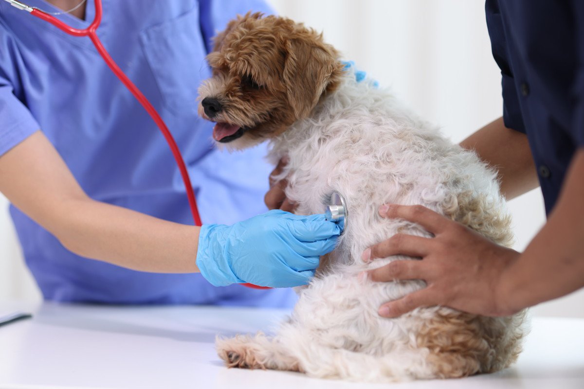 小型犬がかかりやすい『病気』5つ　トラブルの原因や知っておきたい予防法まで