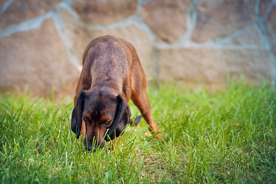 犬はどうして食糞行動をするのか？についての研究と考察