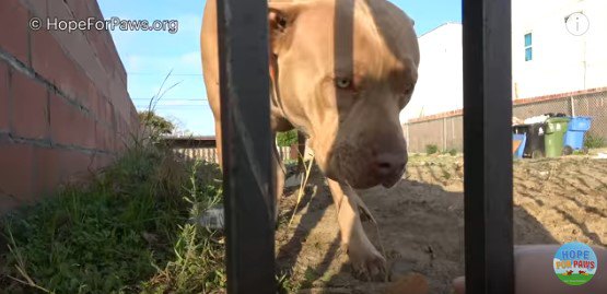 医師一家に置いて行かれた犬は、家屋取り壊し後も留まり待ち続けた