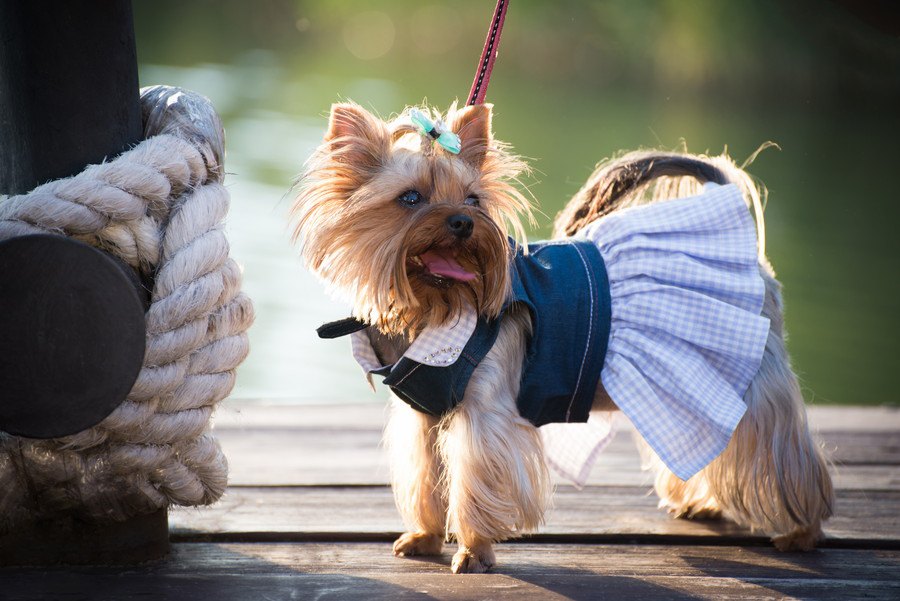 失敗しない！犬の「洋服選び」のコツ３つ