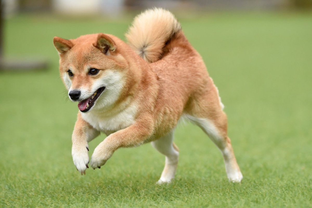 柴犬は賢い？なぜバカっぽいと誤解される？「飼わないほうがいい」と言われる背景まで解説