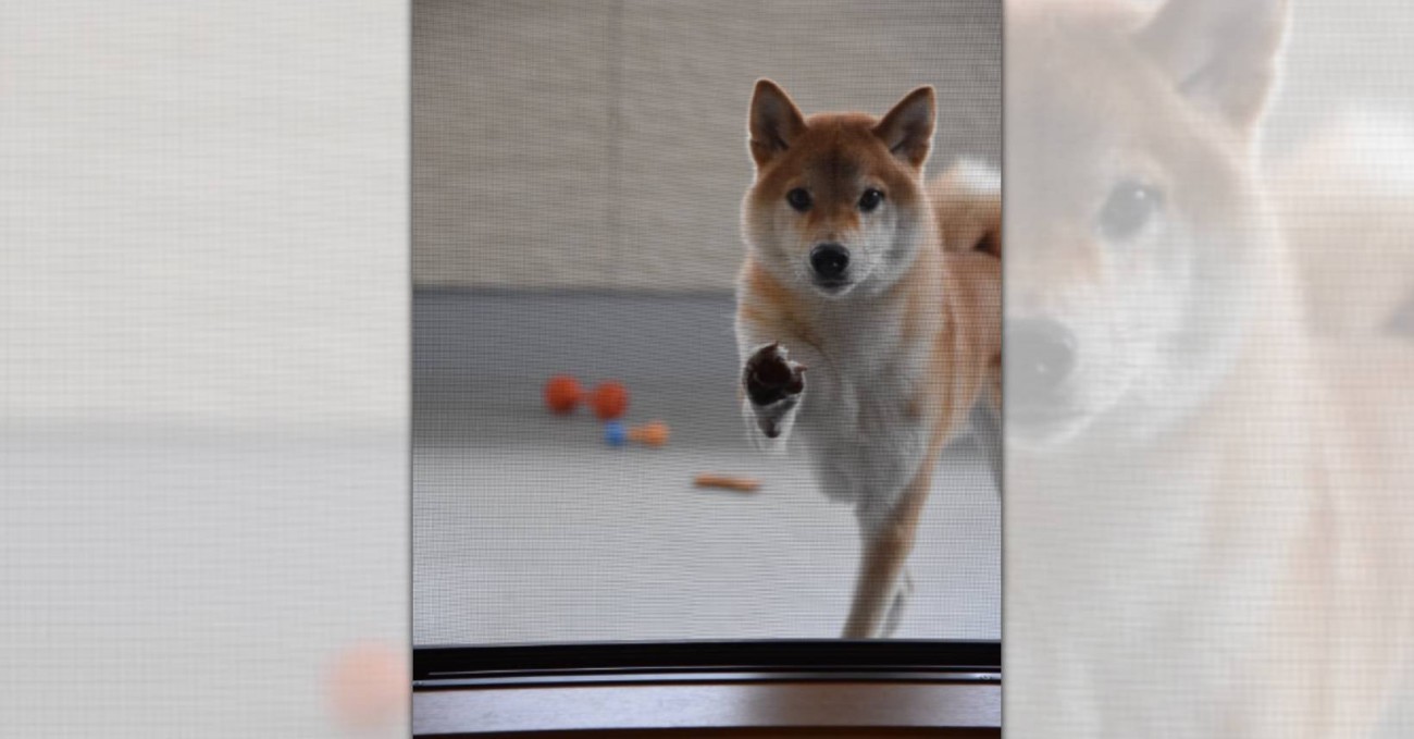 「入れて～」網戸を閉められちゃった柴犬さんの前足が可愛すぎ♡