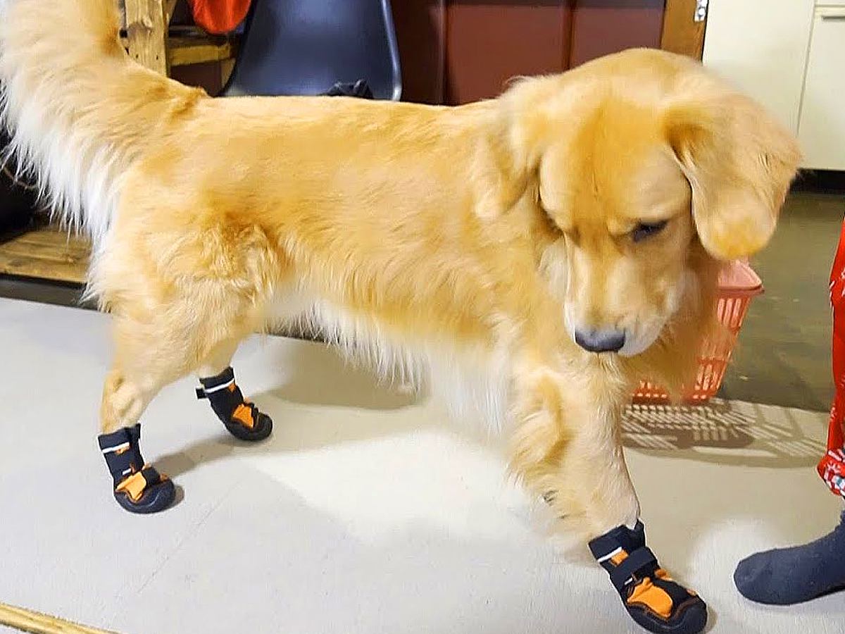 初めて靴を履いた大型犬…申し訳ないけど可愛い『パカパカ走り』が面白すぎると57万再生「お馬さんみたい」「ぴょこぴょこしてるｗ」と絶賛