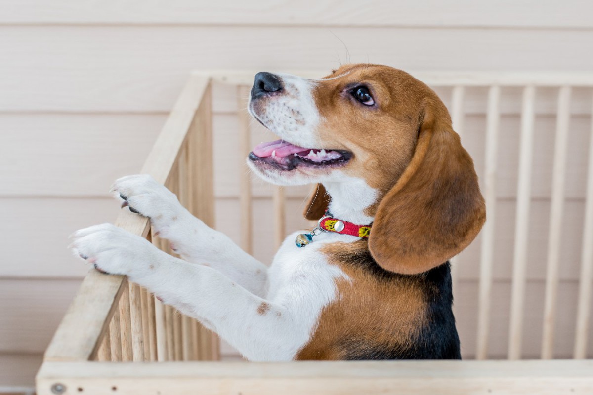 北欧風のおしゃれな犬用ケージ10選！種類や選び方も紹介