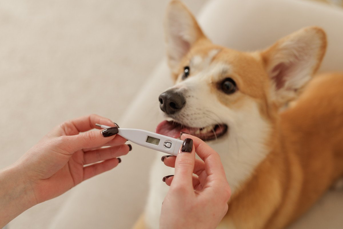犬の『平熱』は何度なの？発熱してしまう原因や考えられる病気まで解説