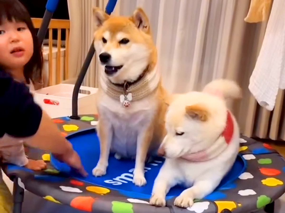 姪っ子のトランポリンを気に入った犬→帰ろうとしたら…まさかの『ブチギレる光景』に「可愛すぎるｗ」「楽しかったんだね」と絶賛の声