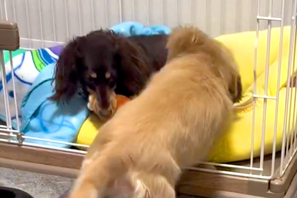 妹犬におもちゃを取られた姉犬→『返してくれない』と文句を言って…わかりやすく『ママに訴える表情』が34万再生「地団駄ｗ」「子どもと同じ」