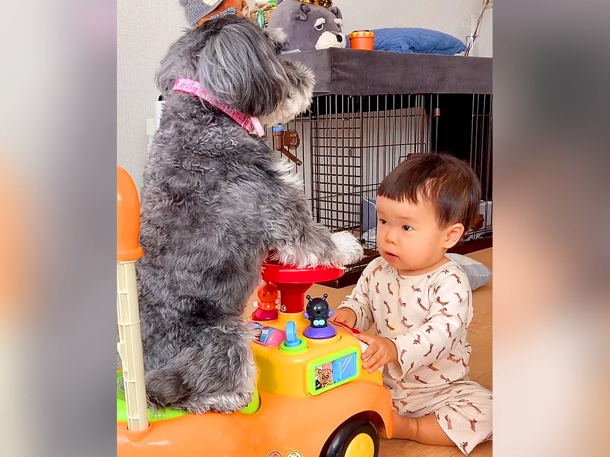 赤ちゃんが手押し車にハマったら、一緒にいた犬が…まさかの『健気すぎる光景』が53万再生「お姉ちゃんしてて泣ける」「めっちゃ優しい」と絶賛