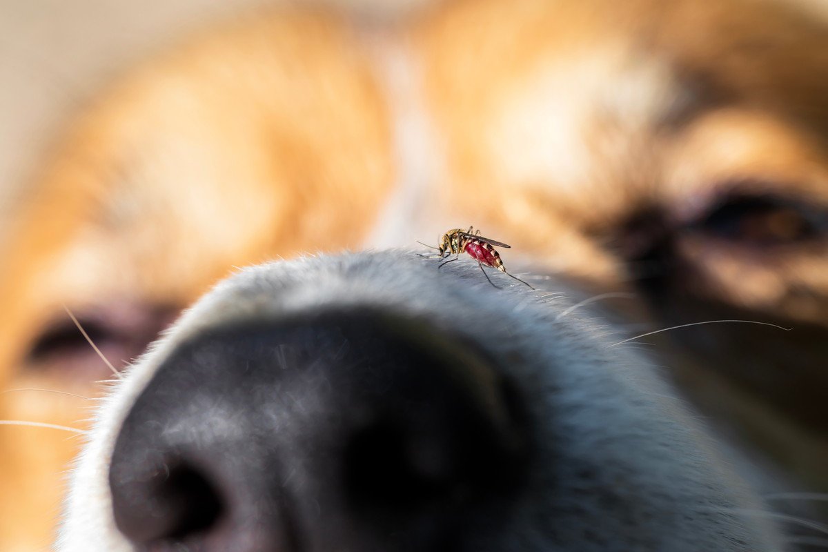 犬が『刺されると危険な虫』3選　虫を寄せ付けない工夫や外出前にすべき対策まで