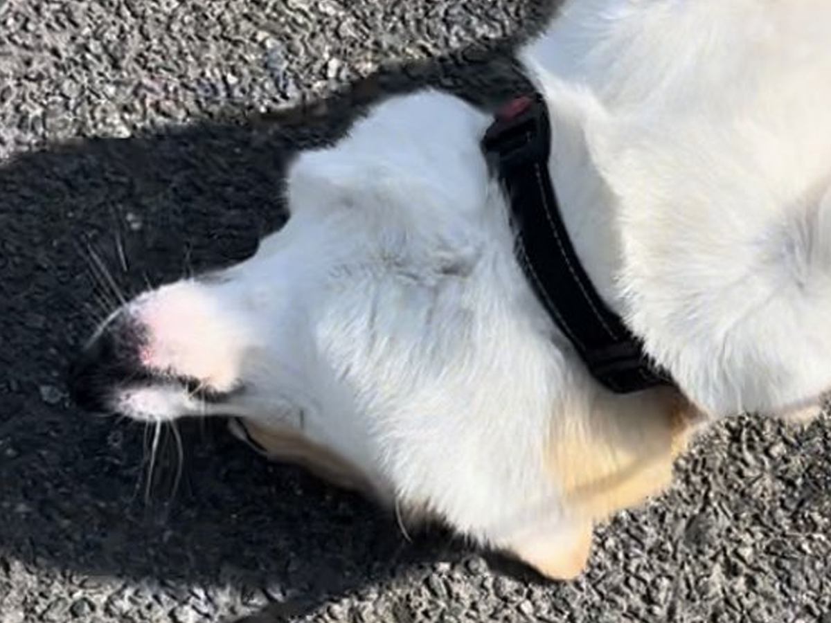 散歩をしていたら、犬が…お母さんを困らせた『大胆過ぎるお昼寝』が可愛すぎると13万表示「日光浴かな」「お腹を乾かしております」と爆笑