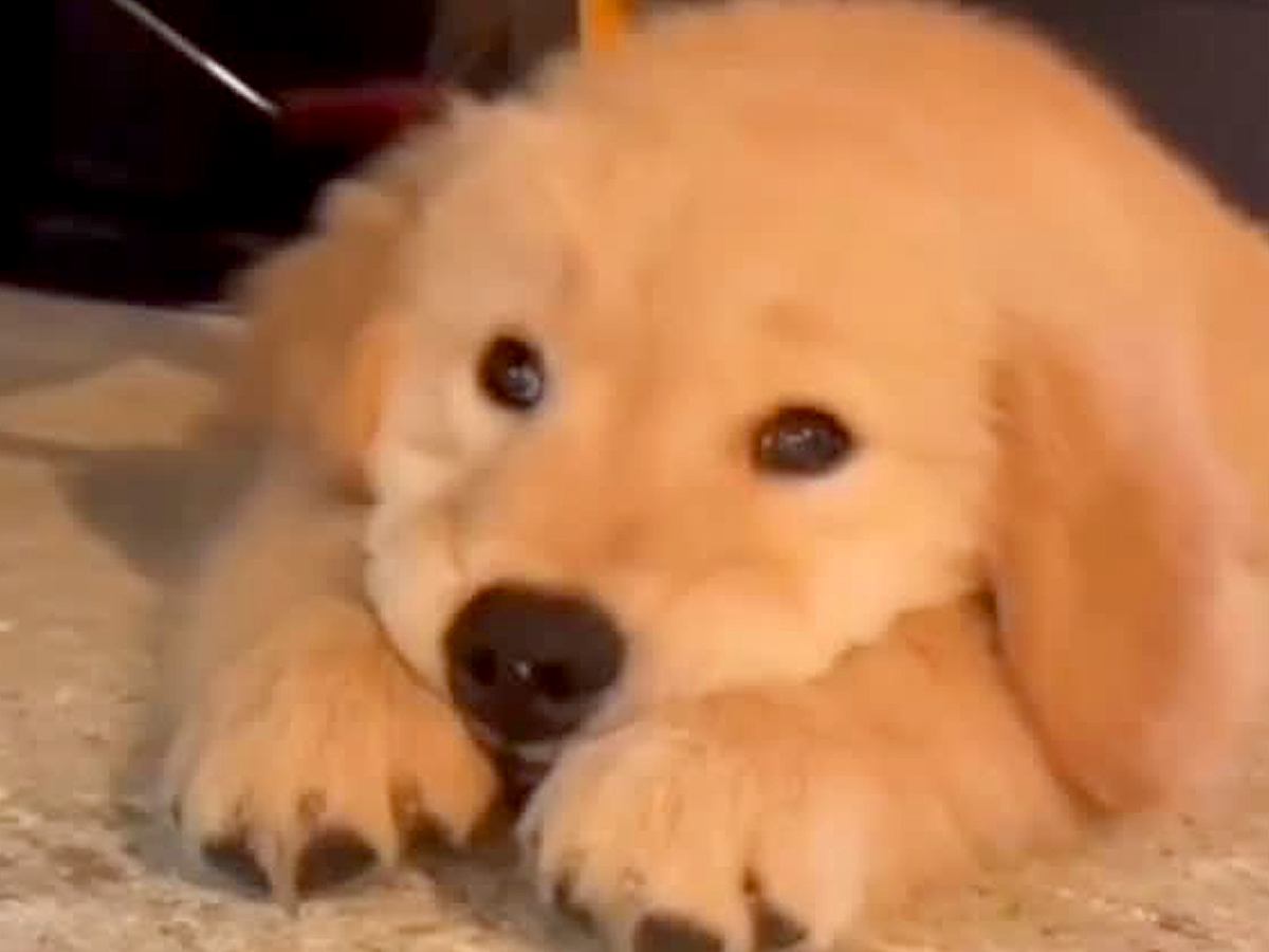 あご乗せポーズをする赤ちゃん犬→約２年後…あまりにも愛おしい『現在の光景』に胸キュンが止まらない「かわいさマシマシ」「あざとい」と反響