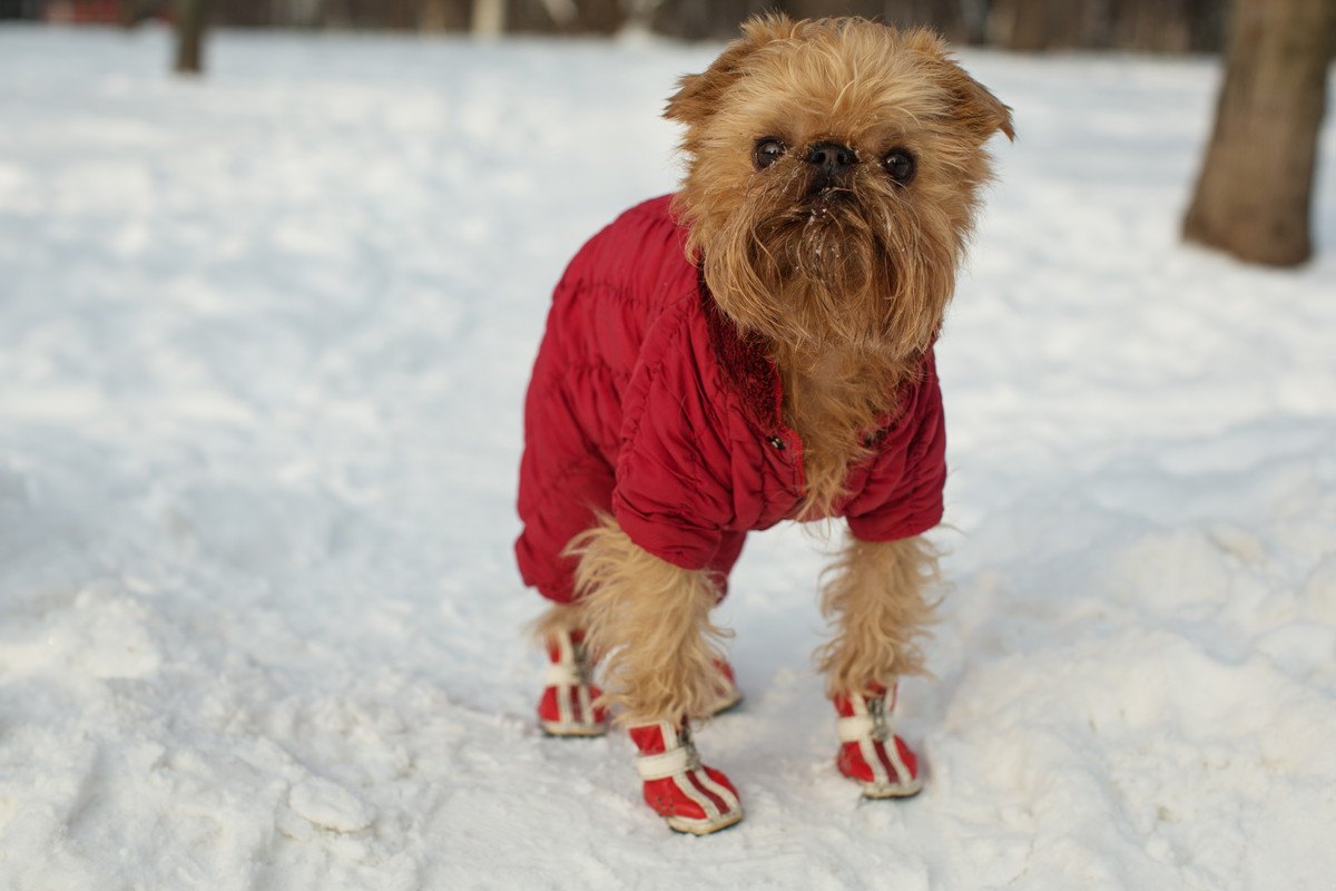 犬に『靴』って必要なの？意味や効果、嫌がる時の対処法を解説