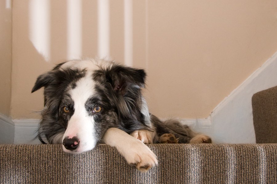 犬の階段上り下りトレーニング！怪我がないように慣れてもらおう