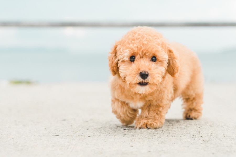【2026年最新版】人気犬種ランキングTOP5　注目されている理由や飼う前に必要な知識まで