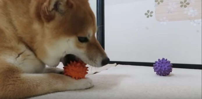 この色がいいの！こだわりが強すぎる柴犬ちゃん