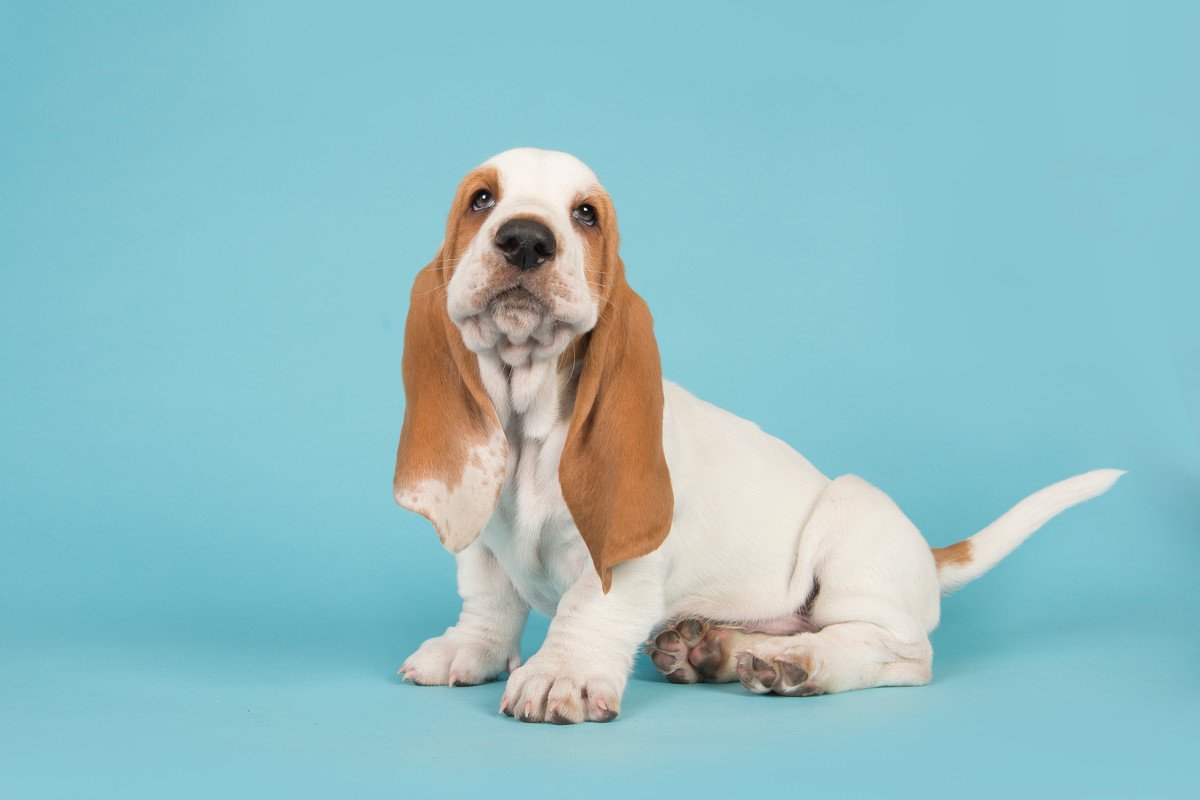 シャイな性格の犬がしている「甘えたいサイン」7選♡　気付きにくい仕草や行動とは？