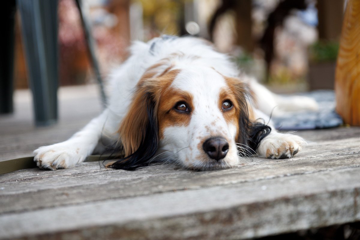 『目が悪くなってきている犬』がする行動４選！愛犬の視力がどれくらいかチェックする方法は？