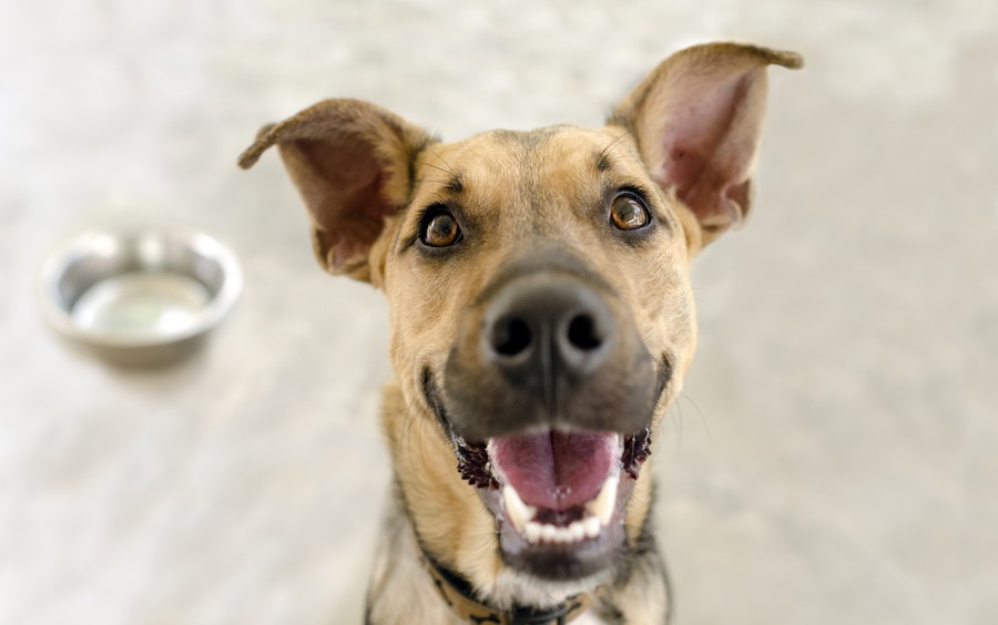 犬に眉毛の役割について