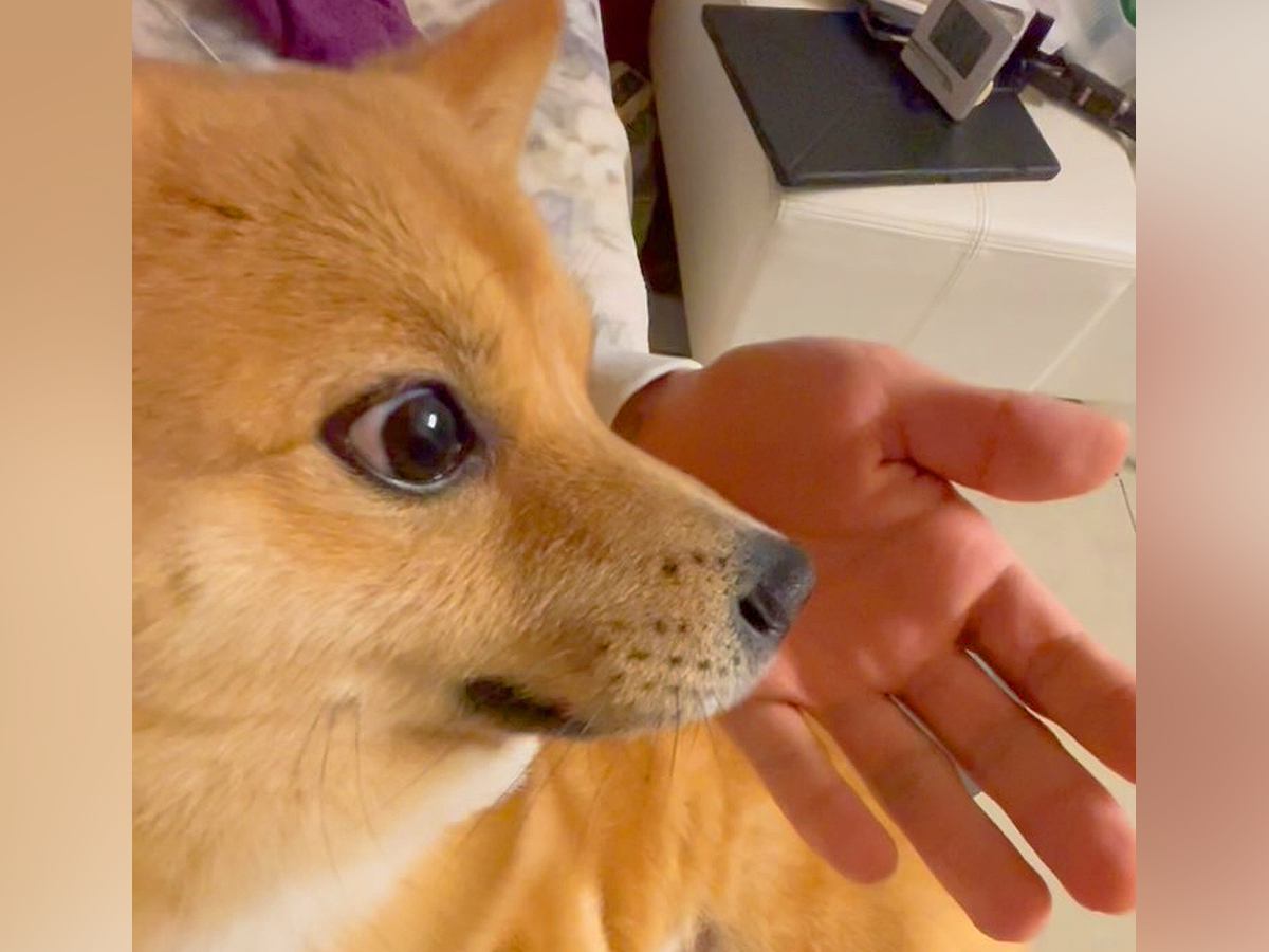 犬を撫でている最中に『毛が抜けちゃったドッキリ』してみた結果→思った以上に『ブチギレる光景』が212万再生「目がマジで草」「激怒ｗ」と爆笑