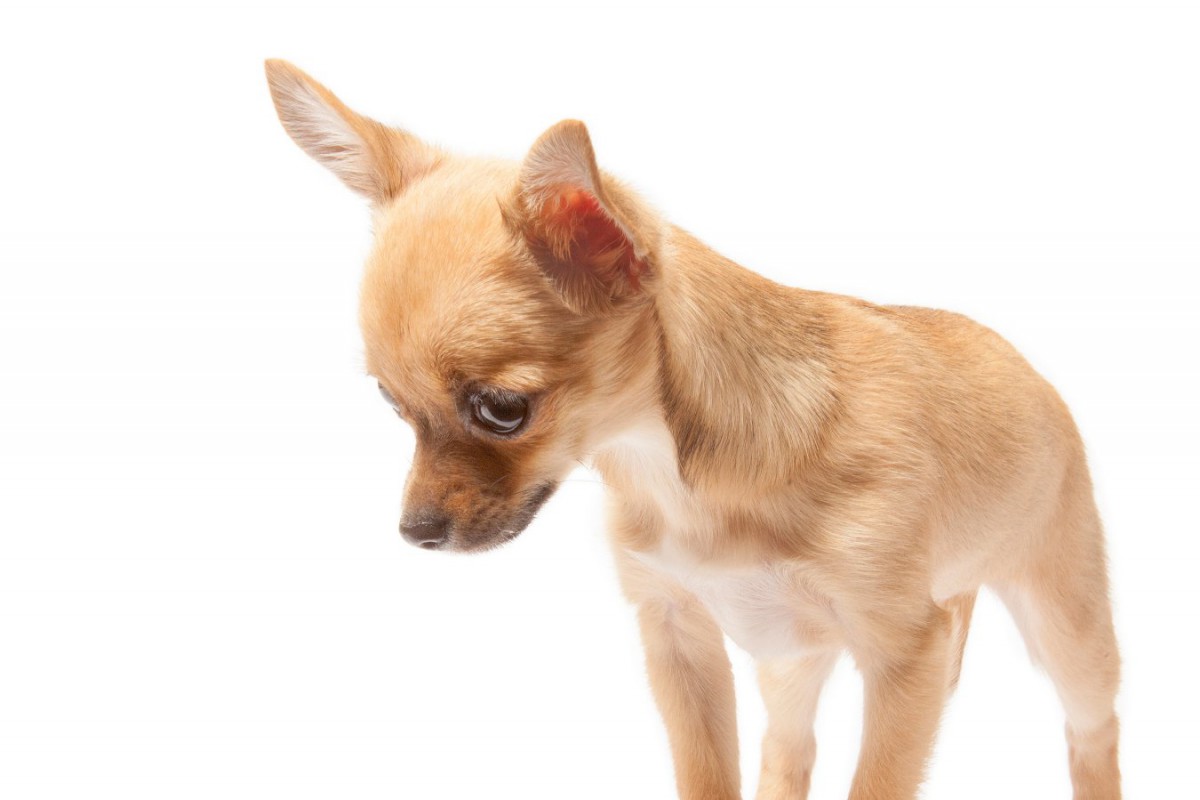 犬が嘔吐する「前兆」3つ！危険な吐き方や飼い主にできる対処法とは？