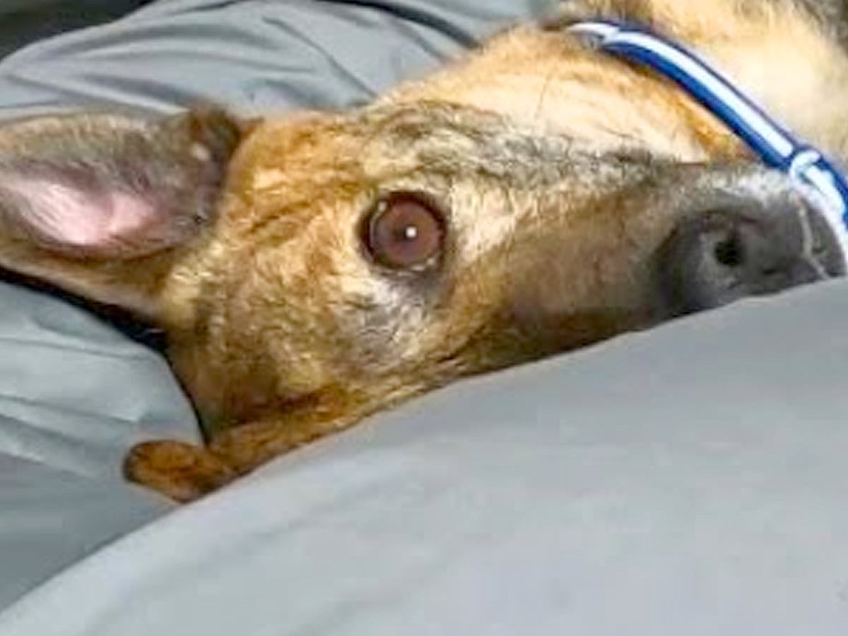 ベッドで寝ようとしたら、元猟犬が甘えてきて…終わりの見えない『犬撫で地獄』が幸せすぎると4万再生「可愛すぎて反則」「むしろ天国ｗ」