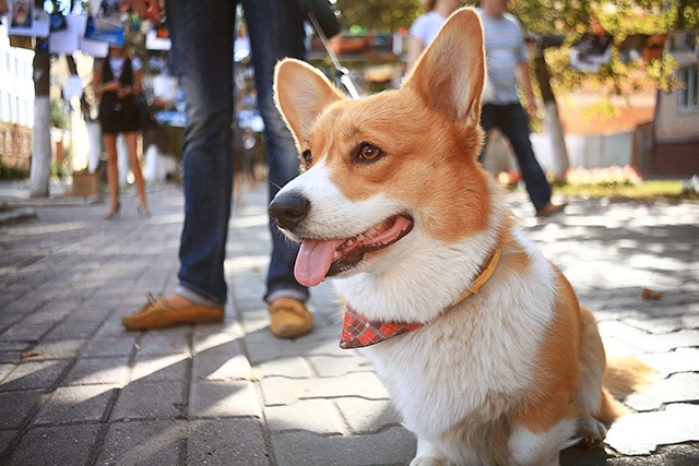 お散歩での子犬の社会化において意識するポイント