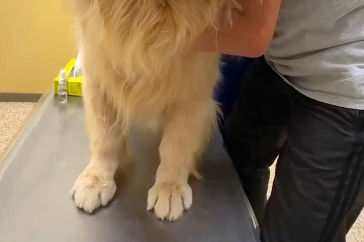 肛門腺絞りのため病院にきた大型犬→どうしても『診察室』に入りたくなくて…まさかの光景と『絶望の表情』が18万再生「可愛すぎ」「顔がｗｗ」